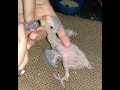 Tiya pakhir baby hand feeding (Baby parrot hand feeding Ringneck)