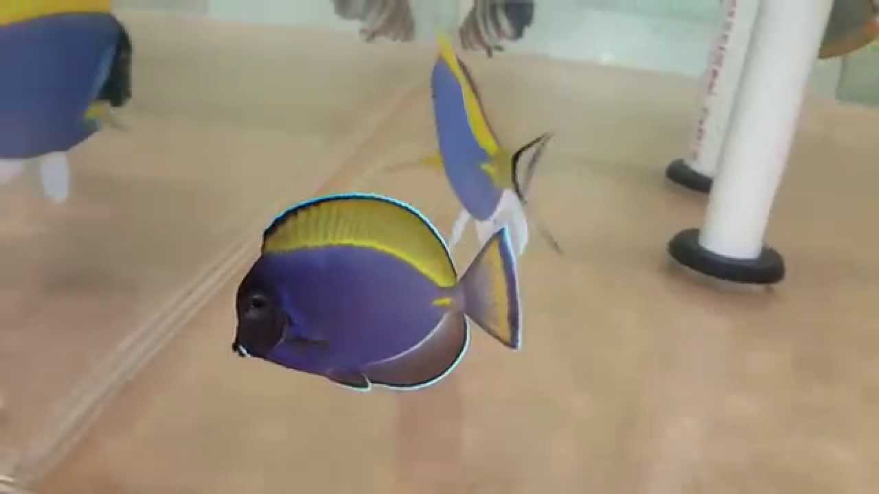 Powder Blue Hybrid 249 Sumatra YouTube