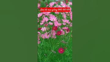 Hạt giống hoa sao nh.ái hoa cánh bướm #hạtgiống #raucuqua #hoa #saonhai #hoasaonhai #hoacanhbuom