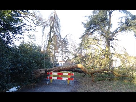 Video: Hoe dood je een cederboomstronk?