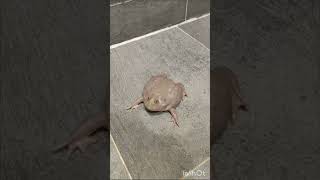 rana de budget distorsionado parte 2 🤣