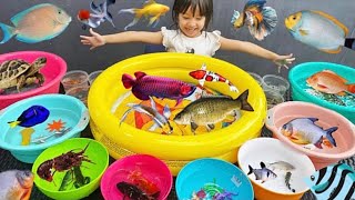 Mencampur Ikan Super Banyak ,Ikan Bawal, Nila, Mas, Koi Slayer, Lobster, kura-kura, Koki & Cupang