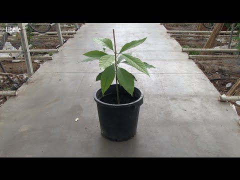 Video: Tomaten kweken in omgekeerde potten (met afbeeldingen)