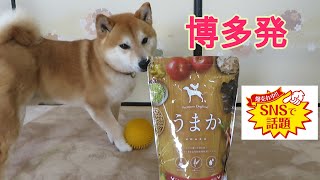 絶品鶏を使った博多生まれのドッグフードに大満足の柴犬まめ