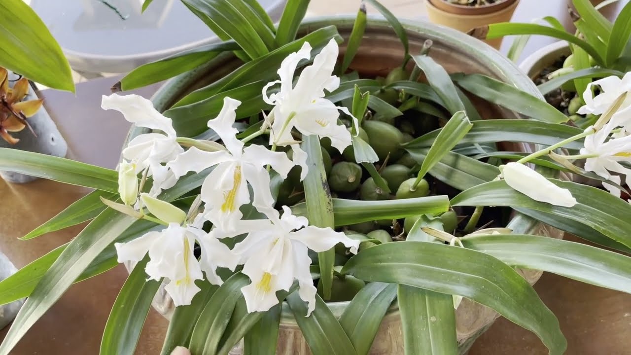 Coelogyne Cristata cuidados-Cycnoches cooperii.