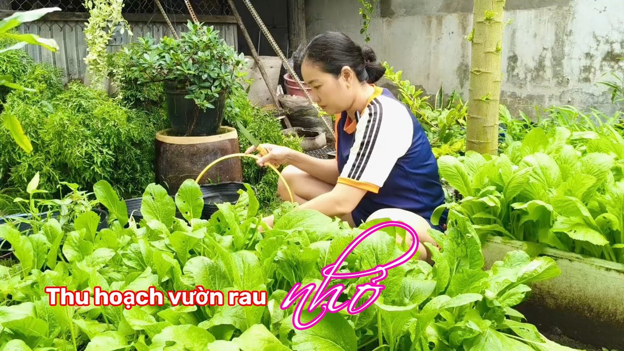 Thu hoạch cải vườn rau nhỏ#garden - YouTube