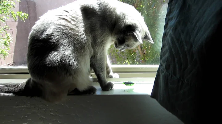 Watch the video about Tonkinese Kitties & Solar Powered Grasshopper Toy [HD]