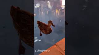 🦆 look calm as they glide along the surface of the water but they’re paddling like hell underneath