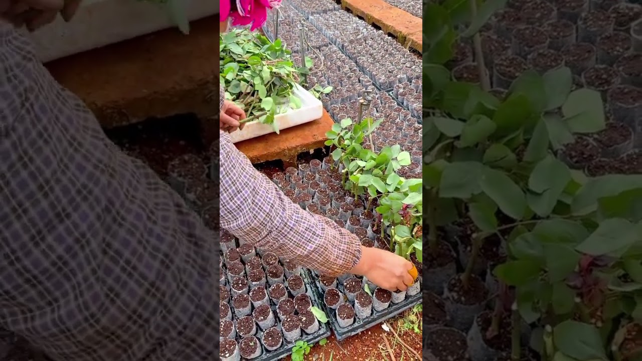 Efficient Way to Grow Healthy Cuttings Using Peat Plug Trays 