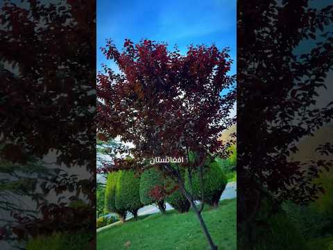 افغانستان کشور عزیزم دوستت دارم دوستا هتمن لایک کمنت و سبسکرایب از یاد تان نرود اكسبلور