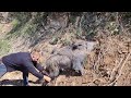 At msabakalar na  gittik tuzaa yakalanan yaban domuzunu kurtardk wild boar caught in a trap