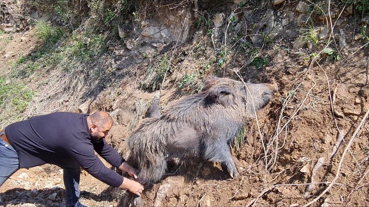 BOYKAYLA KARLI ORMANDA DOMUZLARLA KARŞILAŞTIK !! (ATEŞ ETTİK)