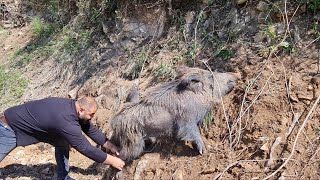 Atış Müsabakaları na  gittik Tuzağa Yakalanan Yaban Domuzunu Kurtardık ,Wild Boar Caught in a Trap