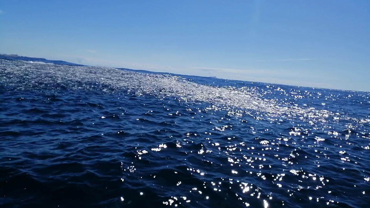 Whangamata New Zealand. Kingfish, Jack mackeral and kingfish workup.