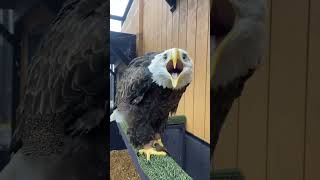 real voice of king bird🦅🇺🇸🇺🇸#viralvideo #shorts #trending #usaeagle #wildbird #geography