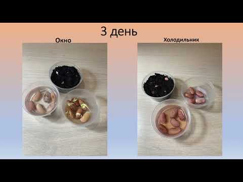 Опыт с фасолью