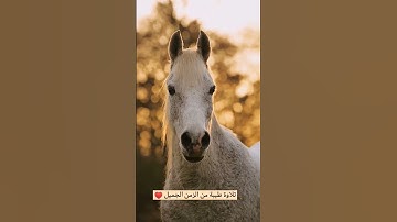 #تلاوة_رائعة #تلاوة_خاشعة #تلاوة_هادئة #تجويد #العجمي #أحمد_العجمي #تلاوات #السعودية #الجزائر #مصر