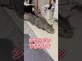 雷にビビりすぎる猫