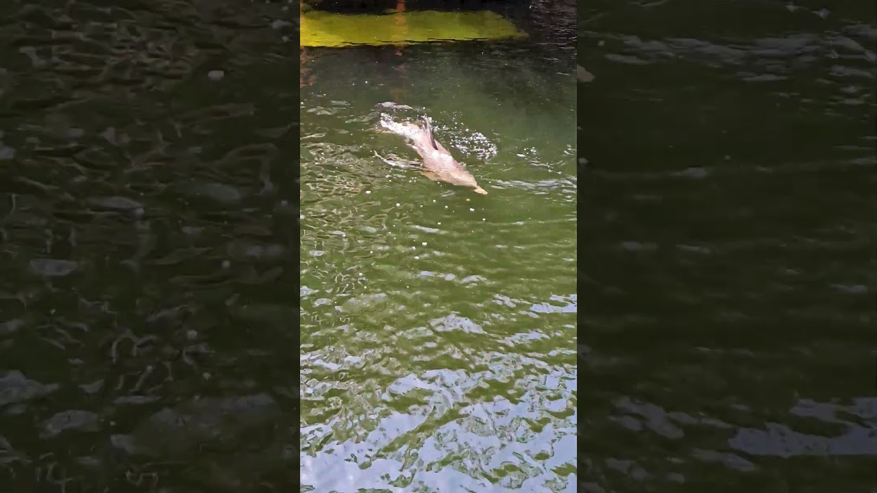 Dolphin Playa del Carmen Mexico tropical Caribbean Sea animal life 