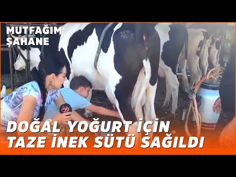 Özlem Tunca Esirgenç ve Yakupcan, Süt Sağıyor - Özlem & Yasin ile Mutfağım Şahane | 21 Eylül 2020