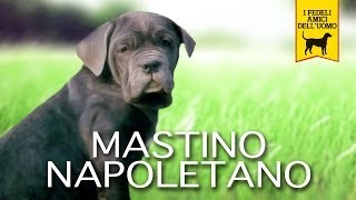 MASTINO NAPOLETANO Documentary Trailer Documentary