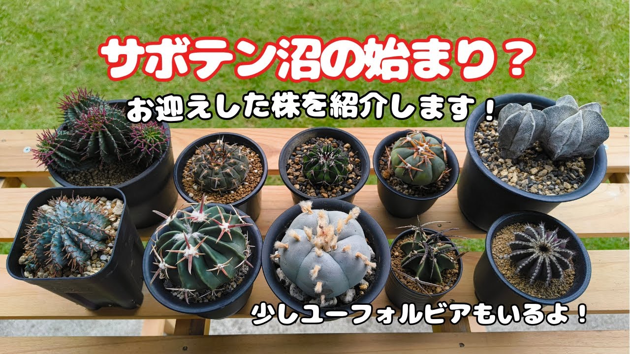 雷帝 実生 鉢付きメルカリ便発送( 思いがけなかっ •ω- )☆ 