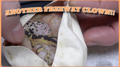 ANOTHER FREEWAY CLOWN!! Egg Cutting #128