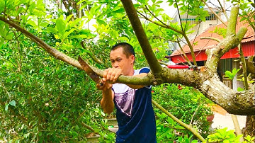 Kỹ thuật vừa cắt vừa giật cây Lộc vừng siêu khủng/ giant bonsai cutting technique