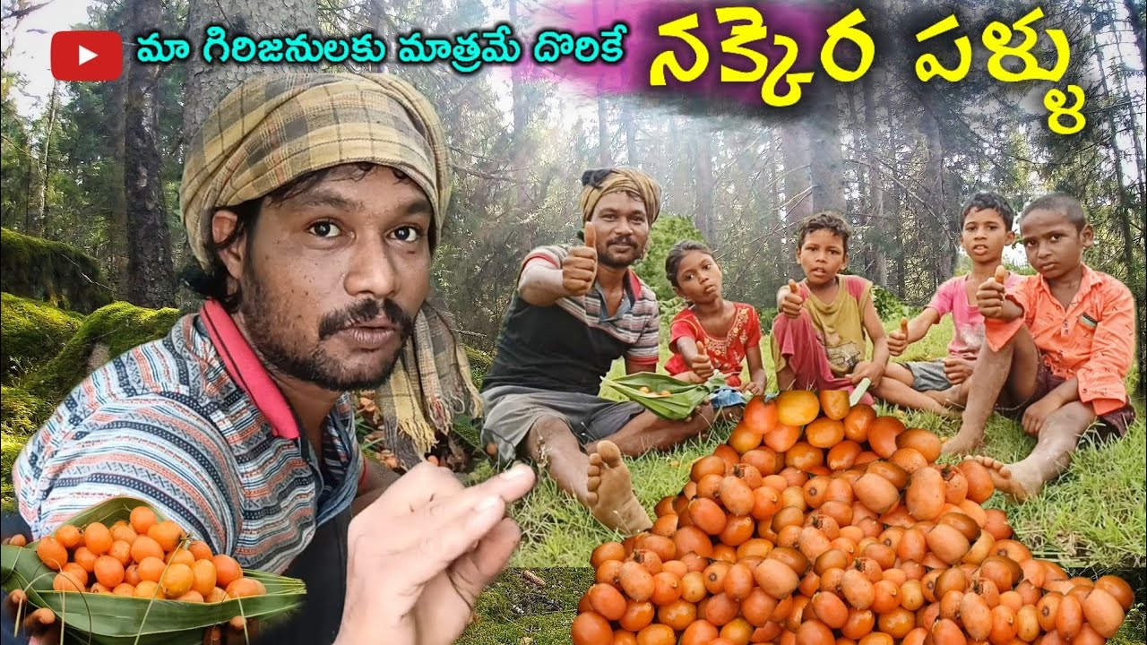 నక్కెరపళ్ళు కోసం వెతుకులాట| Rare forest fruits of tribal people/చెట్లు విరగ కాసేయ్ @TribalMirror
