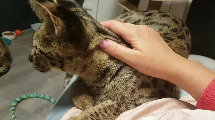 Video 255651: f1 savannah cat, f1 savannah female