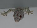 Голос геккона токи Gekko gecko / Call of Tokay gecko