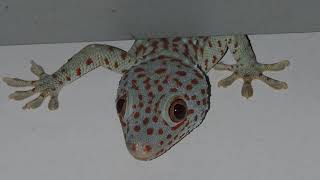 Голос геккона токи Gekko gecko / Call of Tokay gecko