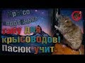 "Табу" для крысоводов, или что нельзя делать. На примере. (Wild Rats | Дикие Крысы)