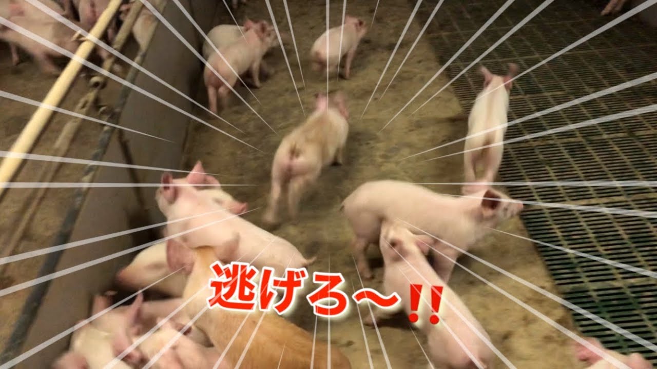 撮影しようとしたら豚さんに逃げられました(笑)