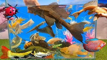 Video tổng hợp cá cảnh đẹp, động vật dễ thương, cá tàu ngầm da beo, cá trê vịt, con trâu, bọ rùa