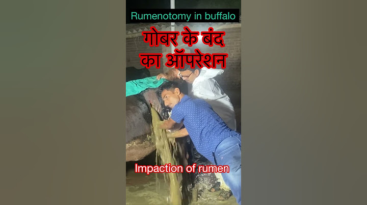 Impaction of rumen l Rumenotomy l Dr. Umar Khan