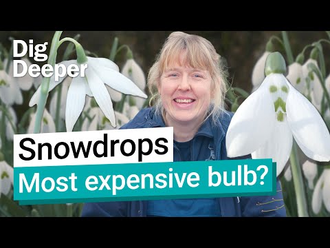Snowdrops Kew S First Signs Of Spring Dig Deeper Episode 10 Kew