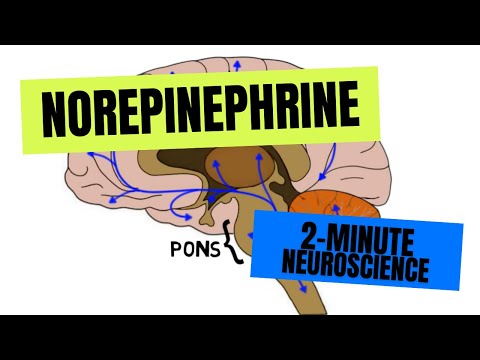 2-Minute Neuroscience: Norepinephrine