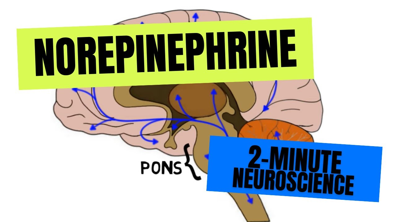 norepinephrine