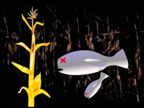 GMO Corn Educational Animation