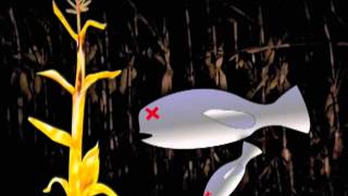 GMO Corn Educational Animation