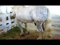 CABALLO PERCHERON animal  CABALLO PERCHERON GRANDE| Hipica4patas