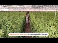 Yemeni Farmers Turn To Hydroponic Farming 