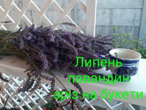 Декоративный букет  сухоцвета лавандина очень ароматный, видео 1