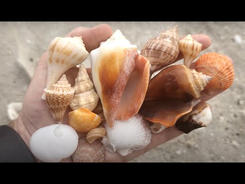 Florida Shelling Naples Gordon S Pass Finding SHELL Treasures 