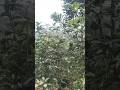 mastake to avoid in passion fruit #farming #passionfruit #agribusiness #garden #africanfarming