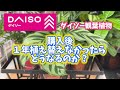  【検証】ダイソー植物を1年間植え替えしなかった結果 #観葉植物 #ダイソー #カラテア #半水耕栽培 