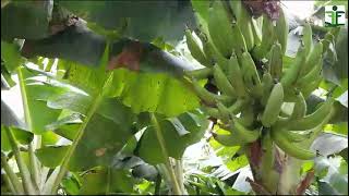 Cultivo de plátano dinamiza economía local de La Villa de San Antonio.