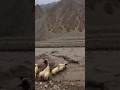 Why Sheeps Follow the man? #reallife #travel #afghanistanpeople #shorts