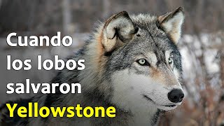 Cómo los Lobos Salvaron Yellowstone | Ecos de la Tierra #1